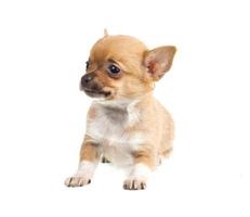 chihuahua en blanco foto