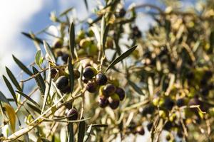 Olive tree view photo