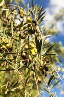 Olive tree view photo