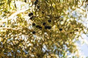 Olive tree view photo