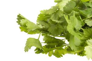 fresh coriander on white photo