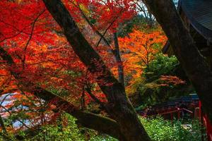 escena de otoño en kibune en el monte kurama, prefectura de kyoto, kansai, japón foto