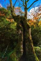 escena pintoresca de otoño en japón foto