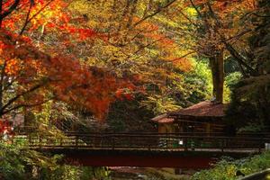 Picturesque scene of autumn in Japan photo