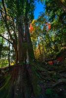 kurama, prefectura de kyoto, kansai, japón - 21 de noviembre de 2019 - los turistas visitan kifune jinja, o santuario kifune, en el monte kurama en otoño foto