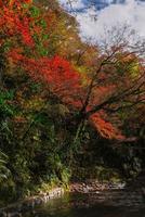 Picturesque scene of autumn in Japan photo