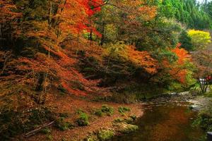 escena pintoresca de otoño en japón foto