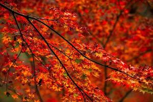 escena pintoresca de otoño en japón foto