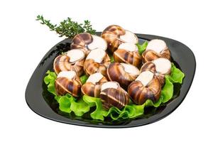 Escargot on white photo