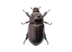 Beetle Oryctes rhinoceros isolated on white background with clipping path. photo