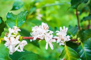 White coffee flowers in green leaves tree plantation close up photo