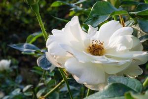 Beautiful white roses flower in the garden photo