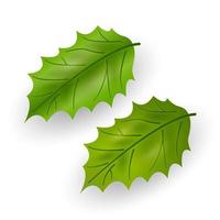 Green holly leaves isolated on white background. Christmas holly. Foliage of a plant, tree, bush. Vector illustration.