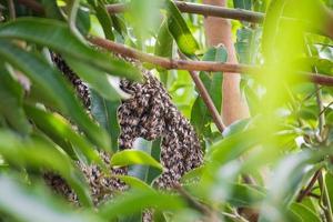 large wild honey bee comb on tree branch photo