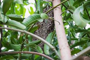 large wild honey bee comb on tree branch photo