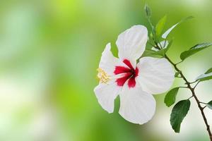 flor de hibisco blanco con fondo borroso de jardín tropical verde foto