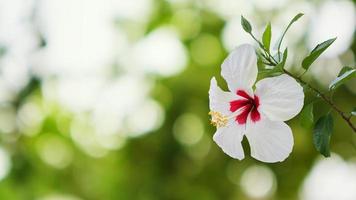 White hibiscus flower with green tropical garden blurred background photo