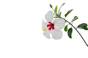 hibiscus flower isolated on white background photo