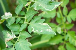 Tomatoes plant with disease on leaves in vegetable garden photo