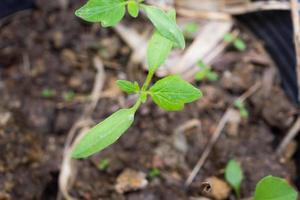 Tomato sprouts close up in the garden photo