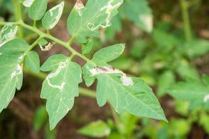 Tomatoes plant with disease on leaves in vegetable garden photo