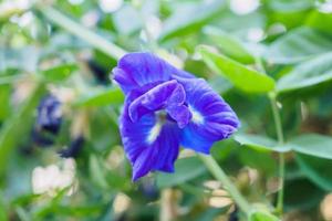 cerrar la flor de guisante de mariposa azul en el jardín foto