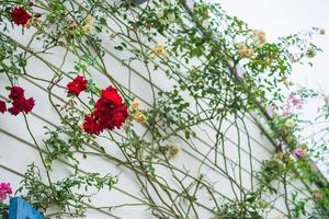 hermosa rosa trepadora sobre ladrillo gris vintage en un jardín de flores foto