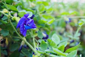 cerrar la flor de guisante de mariposa azul en el jardín foto