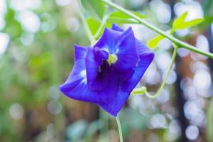 cerrar la flor de guisante de mariposa azul en el jardín foto