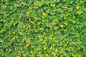 maní pinto o arachis pintoi con hojas verdes y flor amarilla en la vista superior del campo del jardín foto