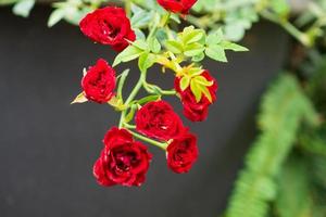 Beautiful red roses flower in the garden photo