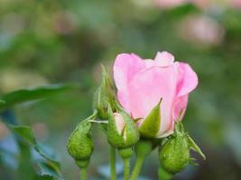 Beautiful colorful pink roses flower in the garden photo