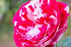 Beautiful red roses flower in the garden photo