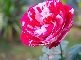 Beautiful red roses flower in the garden photo