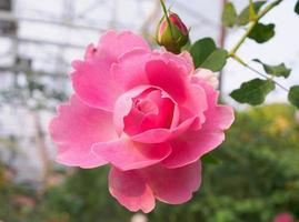 Beautiful colorful pink roses flower in the garden photo