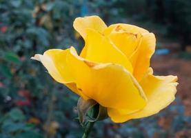 Beautiful yellow roses flower in the garden photo