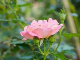 hermosa flor de rosas rosadas de colores en el jardín foto