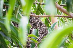 large wild honey bee comb on tree branch photo