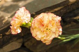 Carnation flower view photo