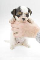 Chihuahua puppy on white photo