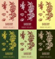 Set of vector drawings of Berberis in different colors. Hand drawn illustration. Latin name Berberis vulgaris L.