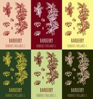 Set of vector drawings of Berberis in different colors. Hand drawn illustration. Latin name Berberis vulgaris L.