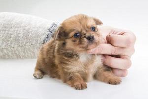 cachorro chihuahua en blanco foto