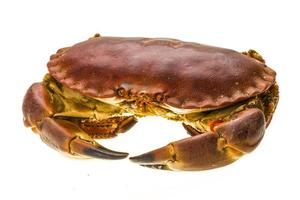 Raw crab on white photo