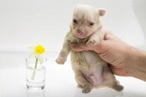 Chihuahua puppy on white photo