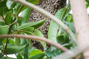 large wild honey bee comb on tree branch photo