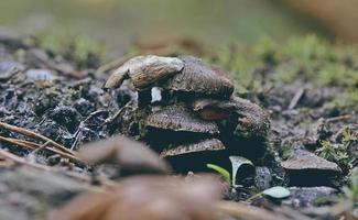 Mushrooms in the forest photo