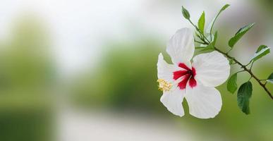 White hibiscus flower with green tropical garden blurred background photo