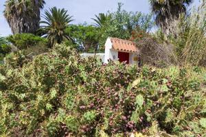 Cactus Opuntia view photo