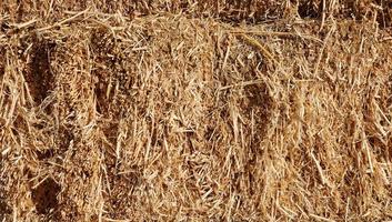 Dry hay straw yellow background texture. Dry rice straw texture for background and design, hay bale pattern in sunlight photo